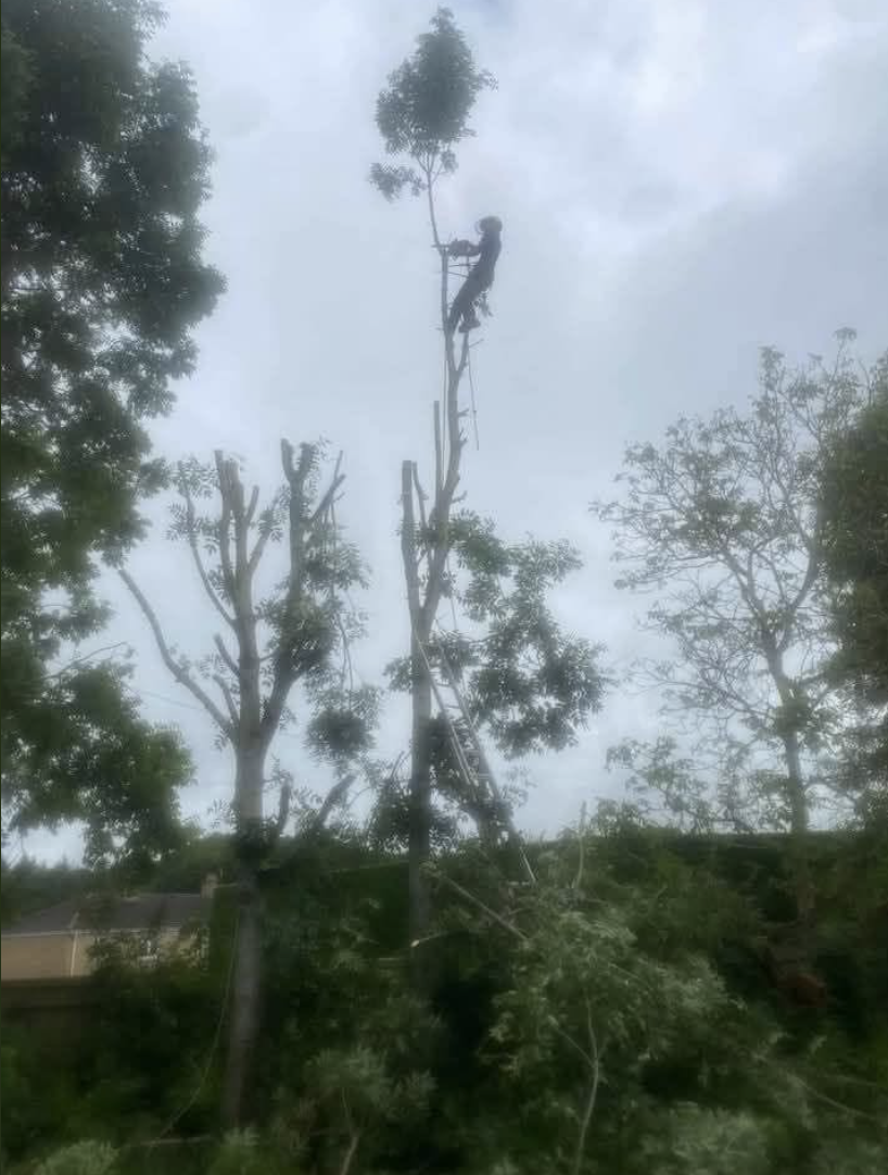 Tree cutting