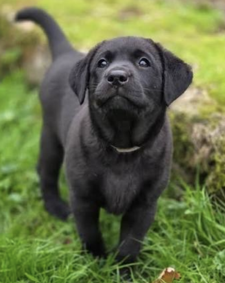 1 to 1 Puppy Training